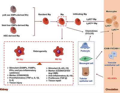 Roles and crosstalks of macrophages in diabetic nephropathy